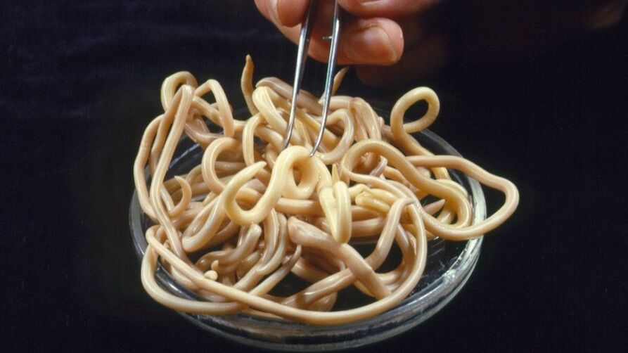 insan vücudundaki parazitler