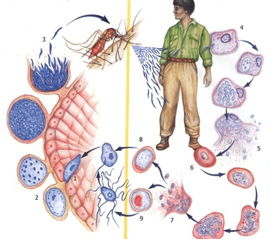 protozoon parazitlerin üreme yöntemleri